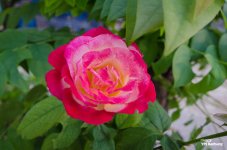 sunday-morning-walk-4.jpg