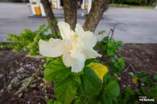 sunday-morning-walk-17.jpg
