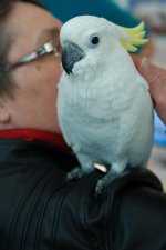_DSC0417-EDM Parrot Show__-0183-2nd Set Parrot Pics_-0021.jpg