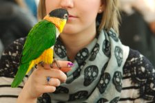 _DSC0440-EDM Parrot Show__-0167-2nd Set Parrot Pics_-0003.jpg