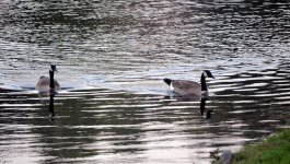 2015-05-16 Geese - for upload.jpg 2015-05-16 Geese - for upload.jpg