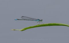 DAH_7479-2.jpg