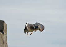 DSC_0601.jpg