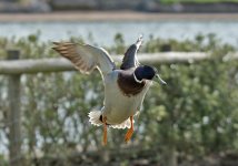 DSC_0603.jpg