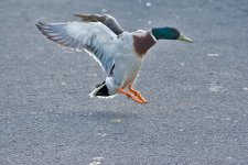 DSC_0605.jpg