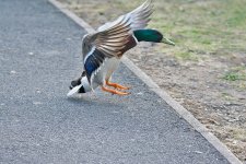 DSC_0606.jpg