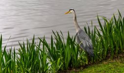 DSC_2644.jpg
