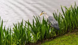 DSC_2645.jpg