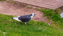 DSC_2655.jpg
