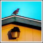 DSC_6076.jpg