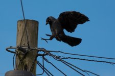 DSC_1114.jpg