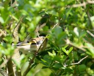 DSC_0039.jpg