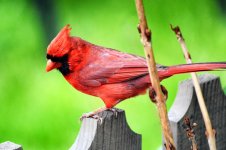 Northern Cardinal.jpg