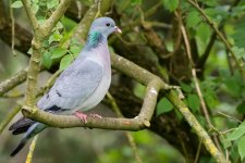 DSC_1331.jpg