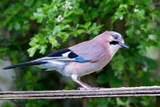 DSC_1314.jpg