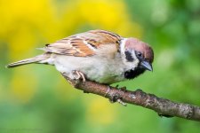 TreeSparrow (1 of 1).jpg