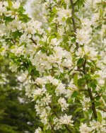 Crab Apple blossom 1.jpg