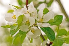 Crab Apple blossom 3.jpg