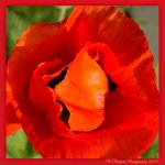 Red Poppy.jpg