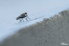 fly-55-300-2.jpg
