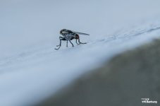 fly-55-300-3.jpg
