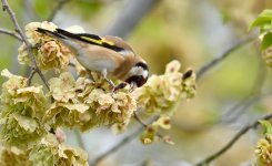 Goldfinch.jpg