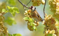Goldfinch5.jpg