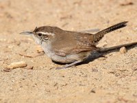 Wren2.jpg