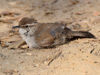 Wren5.jpg