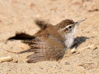 Wren.jpg
