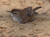Wren4.jpg