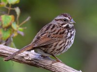SongSparrow2.jpg