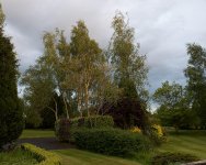 silver-birch.jpg