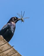 Brewers with Dragonfly.jpg
