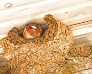 Barn Swallow Nest 2 mod.jpg