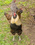 Rooster mod.jpg