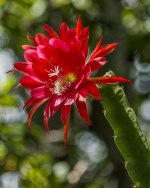 Cactus Flower.jpg