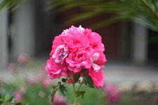 DSC_9496n.JPG