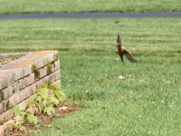 DSC_0058.jpg