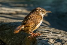 DSC_0579.jpg