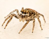 SpiderMacro1.jpg