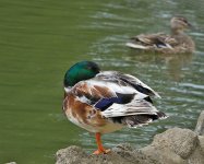 DSC_1907.jpg