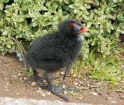 DSC_1821.jpg