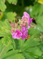 DSC_1783.jpg