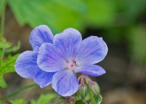 DSC_1872.jpg