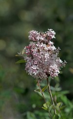 DSC_1854.jpg