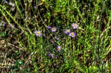 DSC_1439_DxO_tonemapped (2).jpg
