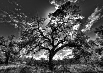 DSC_1438_DxO_tonemappedB&W (2).jpg