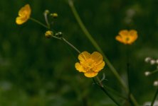DSC_2725.jpg