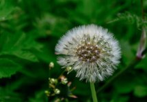 DSC_2721.jpg
